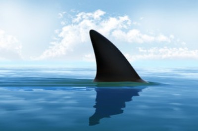 The Scarred Shark: Why This Great White Keeps Coming Back