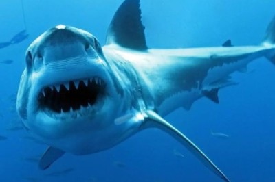 The Truth About Sharks: Debunking Myths That Could Save Their Lives!