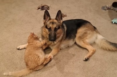 When a Cat and a Shepherd Dog Share a House: Hilarity Ensues!