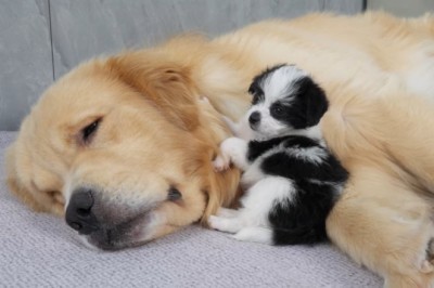 When You're Too Cute to Be Serious: Golden Retriever Puppy Meets His New Bestie!