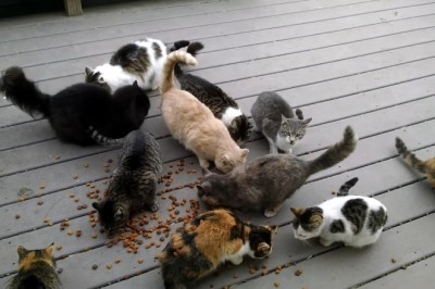 Hilarious Cat Rescue: The Epic Journey of Feeding the 'Purr-fect' Poor Cats!