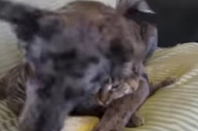 The Great Debate: Dog vs. Cat - Who's the Real Master of the House?