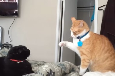 Watch Out! The Fastest Cat Slap Challenge You Never Knew You Needed!