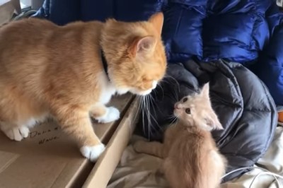 When Big Cats Attack: Hilarious Showdown Between Mom and Kitten!
