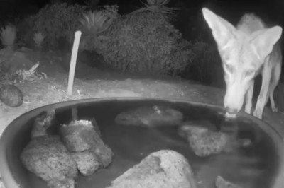 Jennifer’s Backyard Turns Into a Wild Animal Hangout — And She’s Loving It!