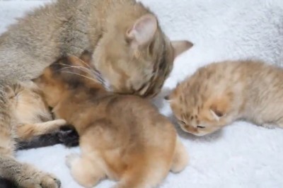 Kittens Gone Wild: The Absolute Cutest Cat Chaos!