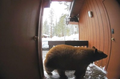 When Nature Knocks: Man Finds Huge Snake at Door, Neighbor Nearly Walks Into a Bear!