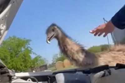 Epic Fails: When Pets Become Comedians!