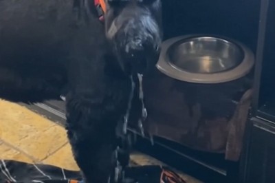 Paw-sitively Hilarious: The Funniest Pets You’ll Ever Meet!