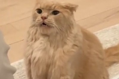 Cat vs. The Poisonous Playmate: Hilarious Feline Meltdown!