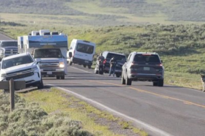 Close Encounter: German Shepherd Chases Young Wolf in Yellowstone