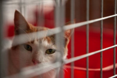 From Abandonment to Belonging: The Inspiring Journey of Teona the Cat