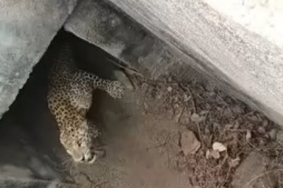 Leopard Rescue Operation Underway in Bhonti Village Amidst Growing Wildlife-Human Conflicts