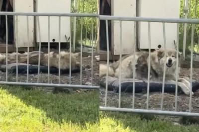 Nikita's Silent Love: A Blind and Deaf Dog's Heartwarming Reunion with Her Owner