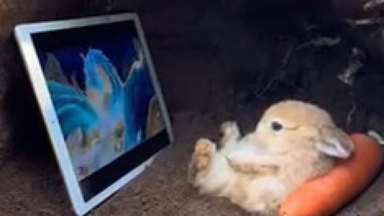 Bunny Cave Chronicles: Peek Inside the Fluffiest Hideout Ever!