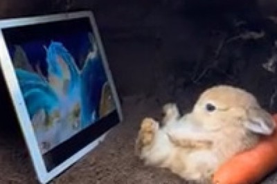 Bunny Cave Chronicles: Peek Inside the Fluffiest Hideout Ever!
