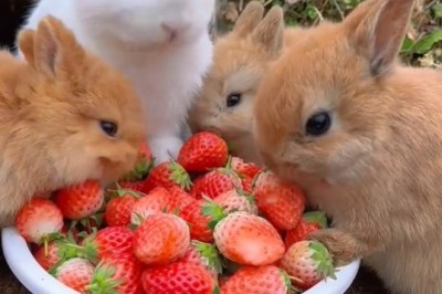 Bunny vs. Strawberry: The Cutest Face-Off You’ll Ever See!