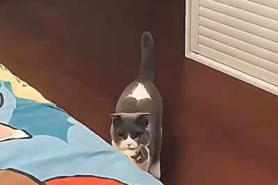 Hilarious Cat Mom and Her Tiny Twin Take Over the Couch!