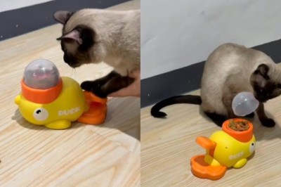 Hydration Hack for Cat: Tasty Treats They Can’t Resist!