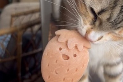 Hydration Hack for Cats: Tasty Treats They Can’t Resist!