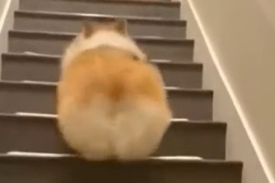 Stairway to Boogie: Dog Busts a Move Like Nobody’s Watching!