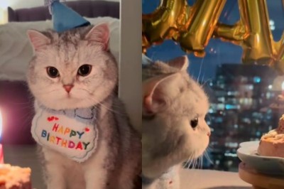 This Cat Had a Full-On Birthday Bash—and the Internet Is Obsessed
