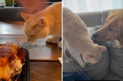 Waffles the Cat Shares His Weekly Grievances—And It’s Comedy Gold