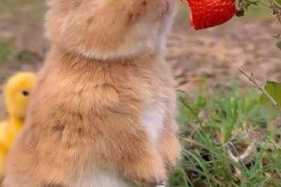 When Fluff Meets Peep: Bunny & Chick Become BFFs in Seconds!