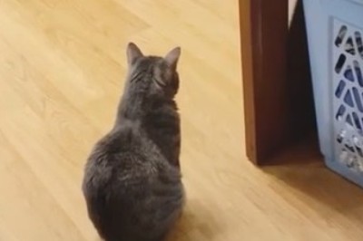 Detective Whiskers on the Case: Where’s That Mouse?!