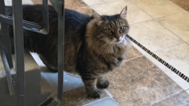 Grumpy Cat Chronicles: This Kitty Just Put Its Owner on Blast