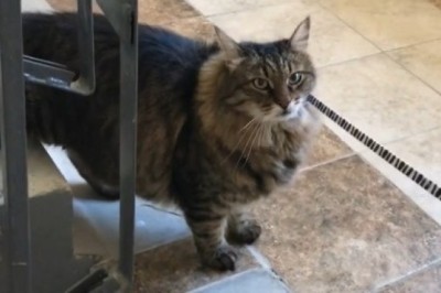 Grumpy Cat Chronicles: This Kitty Just Put Its Owner on Blast