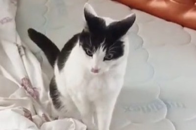 This Cat’s Got Jokes—and a Stand-Up Routine to Match!