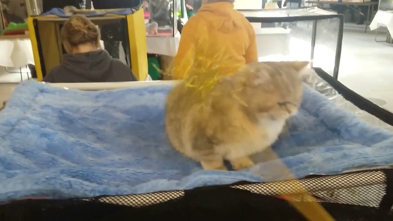 This Kitten’s Reaction to a Cucumber is Oscar-Worthy