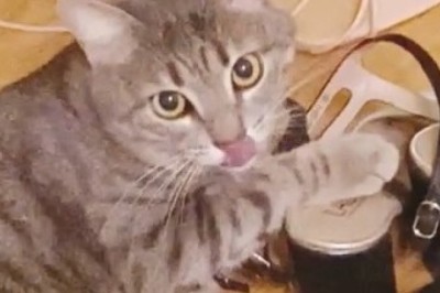 When Your Shoes Offend the Cat’s Fashion Sense