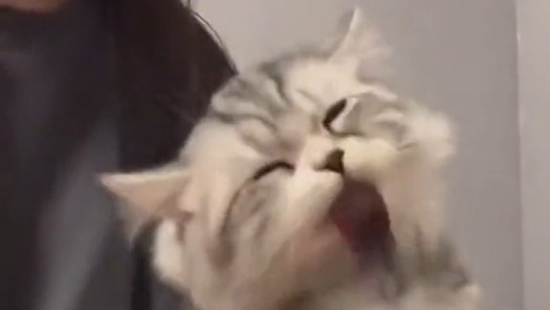 Adorable Kittens Melt Hearts