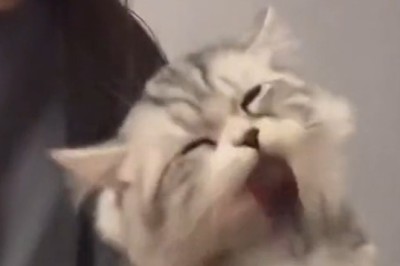 Adorable Kittens Melt Hearts