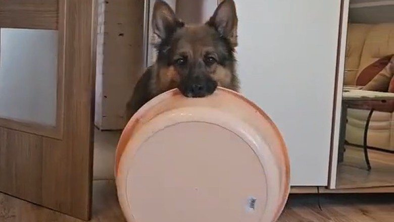 Asew’s Flea-Nose – A Quirky Moment Captured on Camera