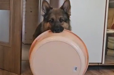 Asew’s Flea-Nose – A Quirky Moment Captured on Camera