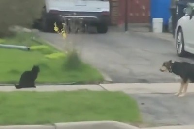 Bold Cat Takes on the Family Dog