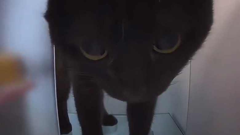 Cat Enjoys a Gourmet Trout à la Crème Meal