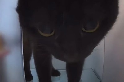 Cat Enjoys a Gourmet Trout à la Crème Meal