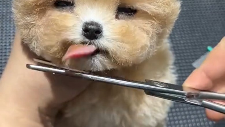 Charming Dog Enjoying a Sunny Day