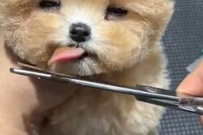 Charming Dog Enjoying a Sunny Day