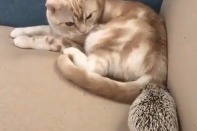 Curious Cat Meets Spiky Friend