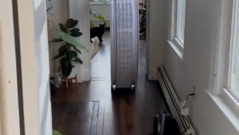 Curious Cat Roams the House