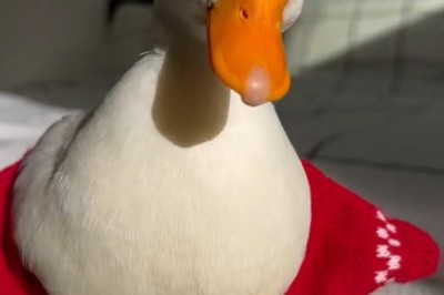 Dancing Duck Brings the Moves