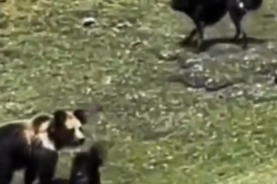 Dogs vs Bear: A Wild Encounter in the Wilderness