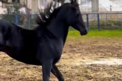 Grace in Motion: A Beautiful Horse in the Wild