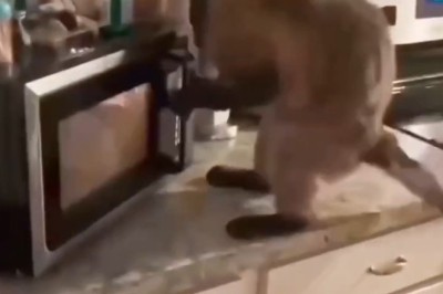 No Dice for You! Or Maybe They’ll Get You Instead?