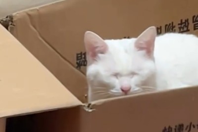This Cat Knows How to Stress Out Your Lunch โ Feline Chaos Unleashed